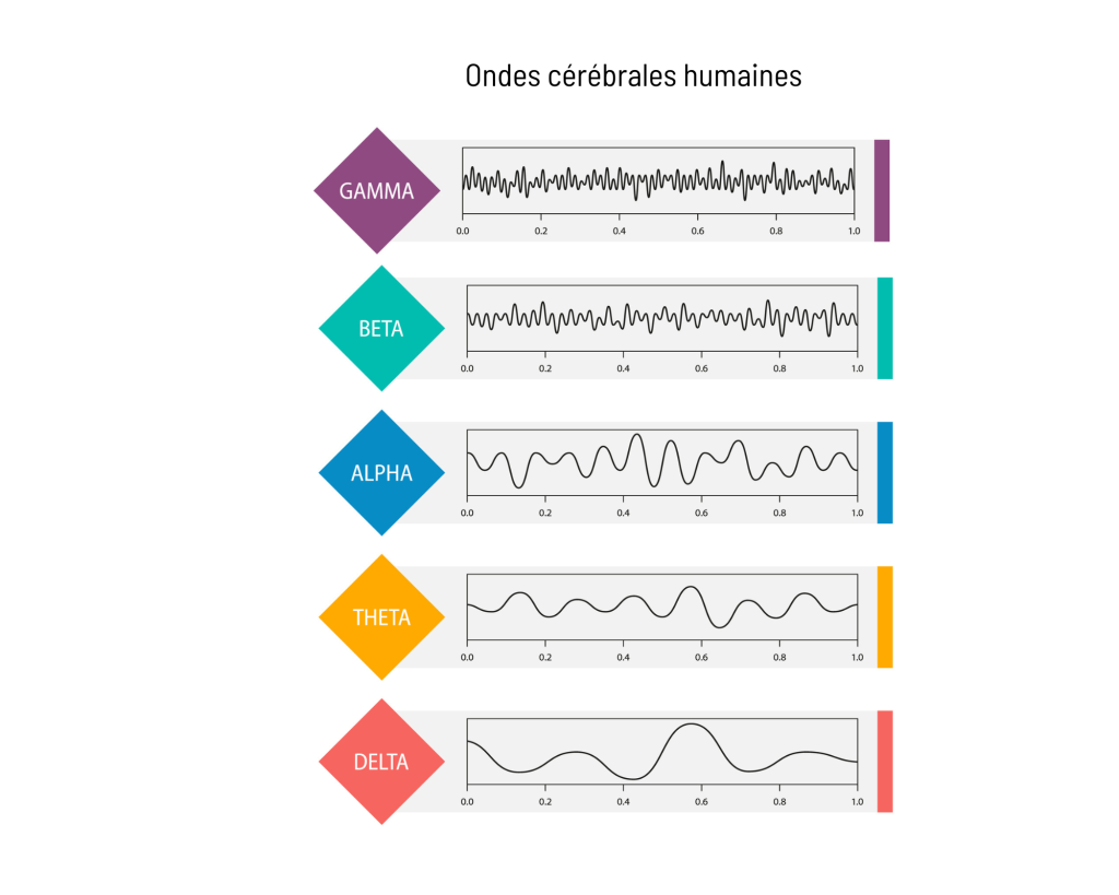 ondes cérébrales /onde alpha état éveil, état hypnose, état sommeil