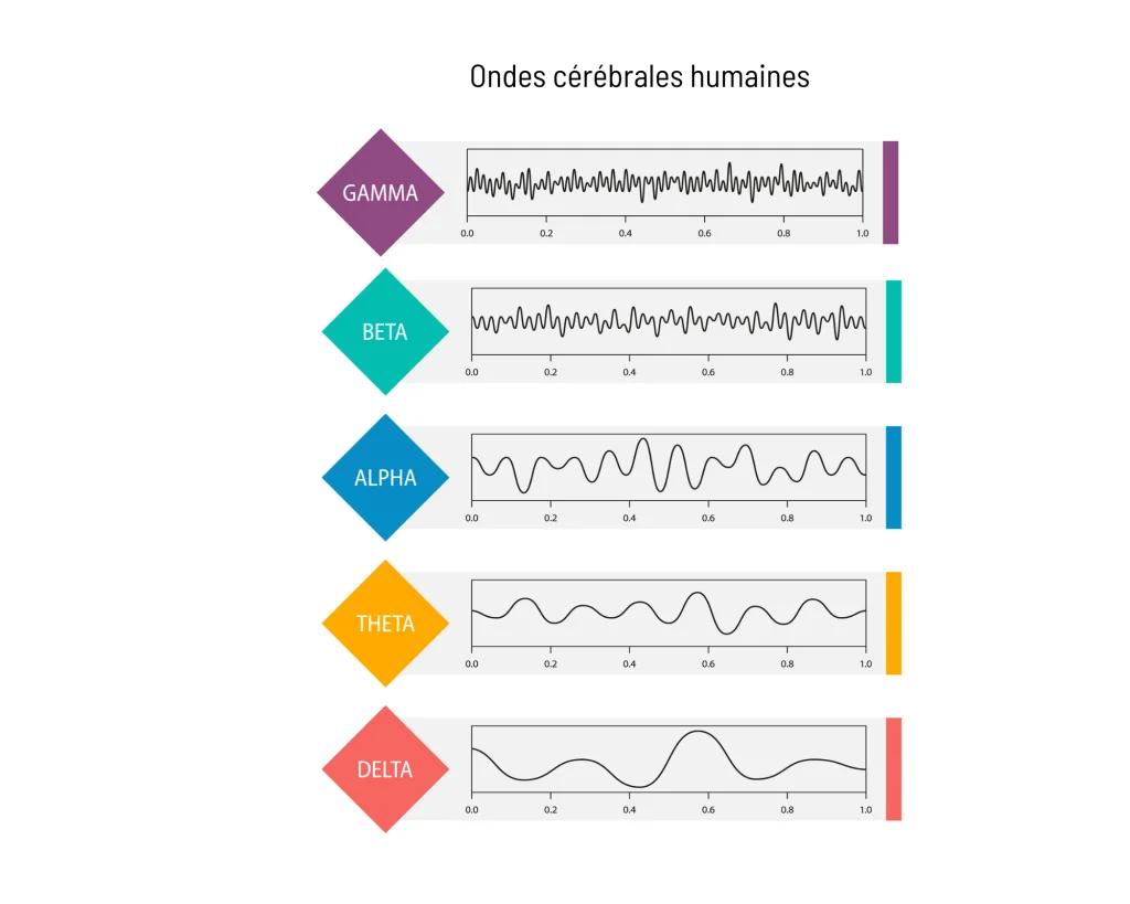ondes cérébrales /onde alpha état éveil, état hypnose, état sommeil
